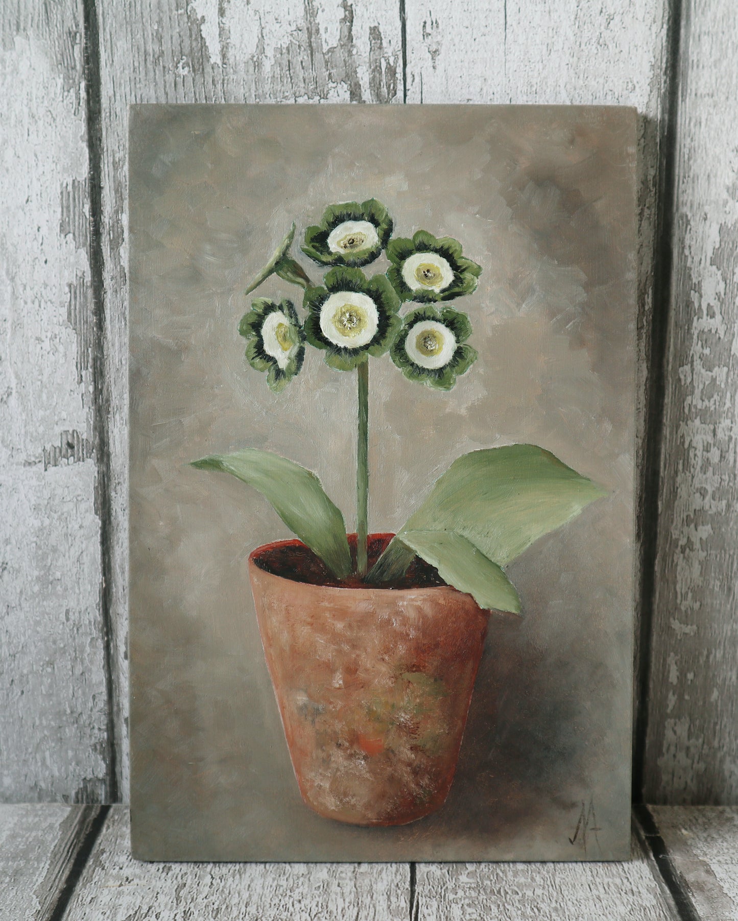 Original Oil Painting On Board From The Potted Floral Collection ' Auricula'